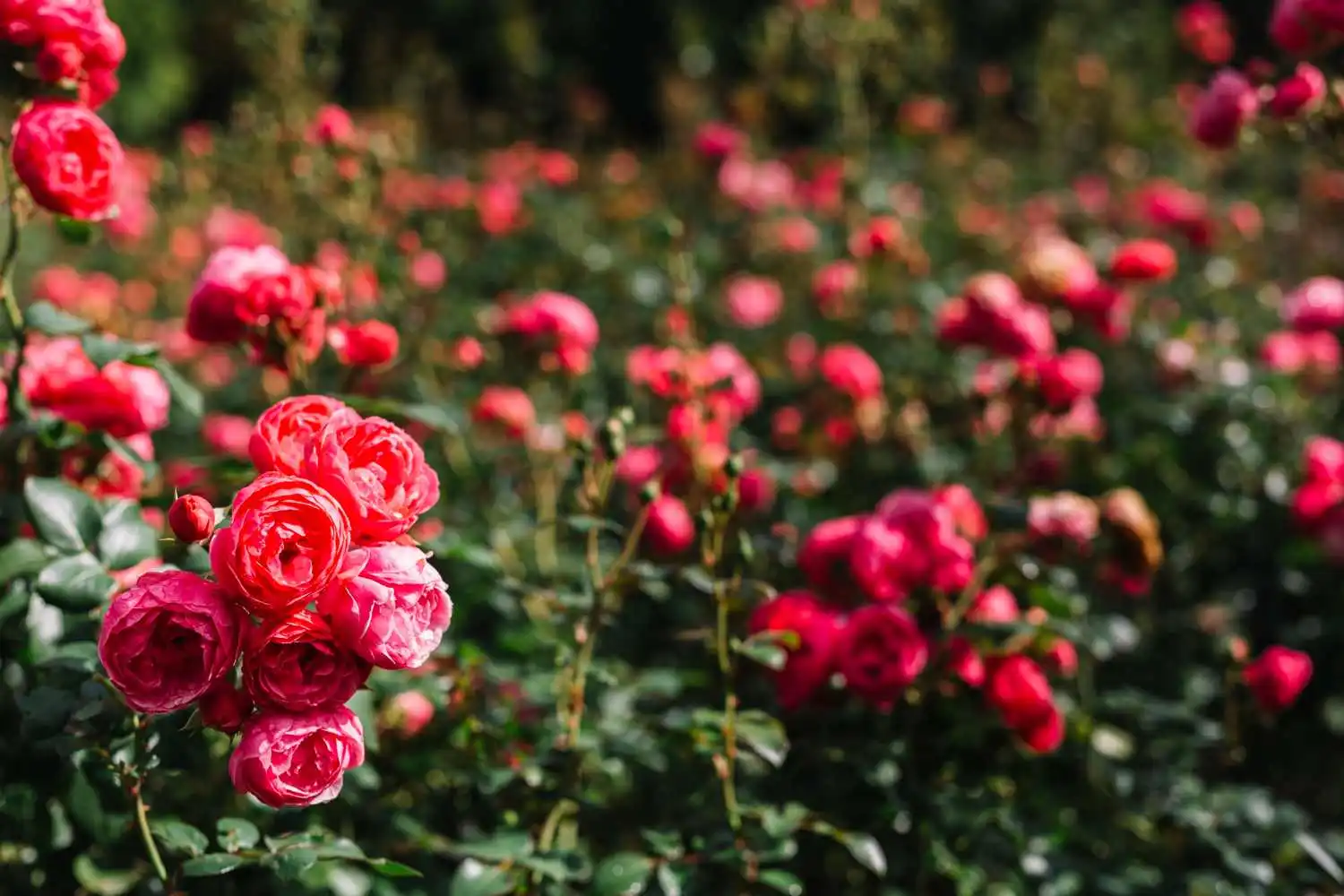 How to Plant Roses in Your Garden: Simple Steps